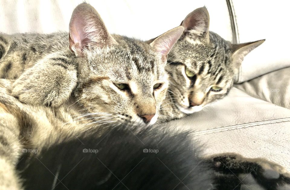 A family of cats and a black puppy