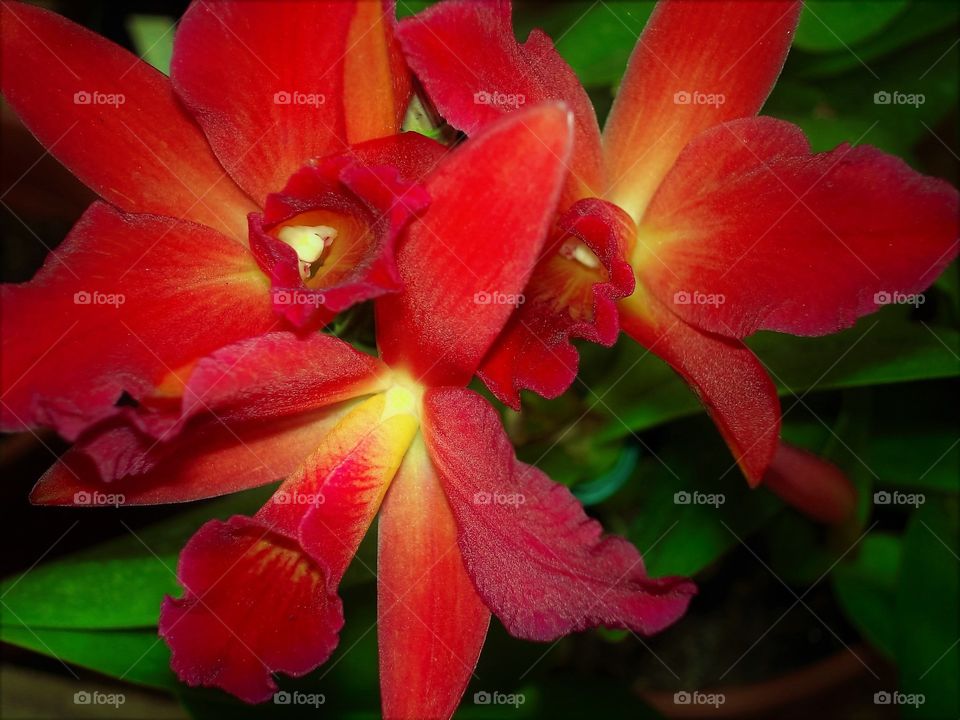 Red orchid/Orquídea vermelha.