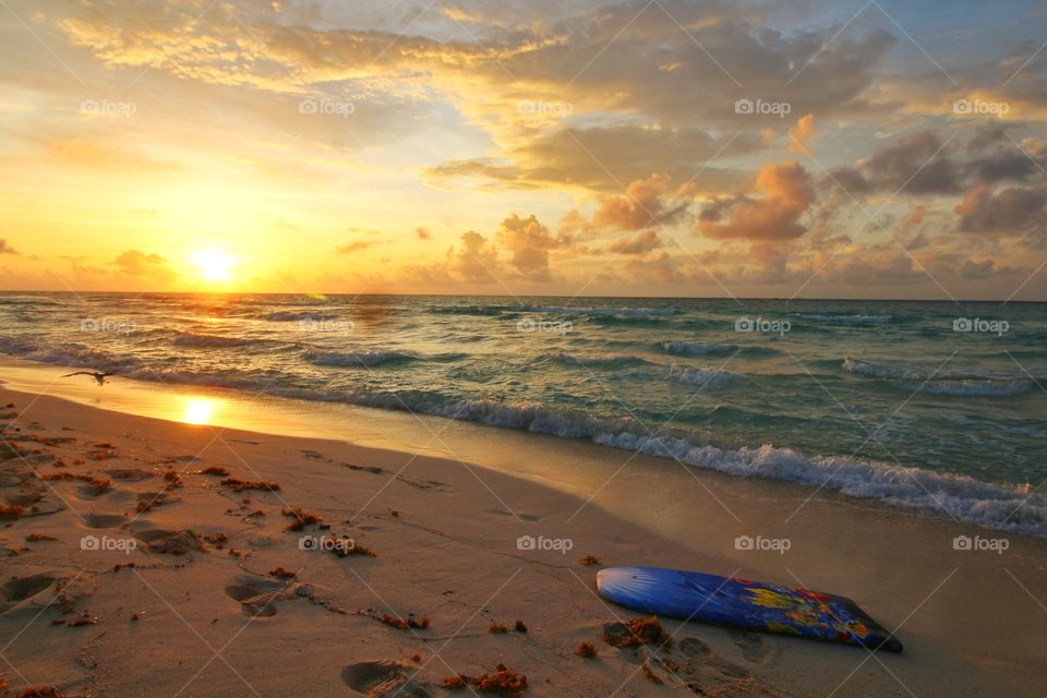 surf table and seagull flying at sunrise on coastline
