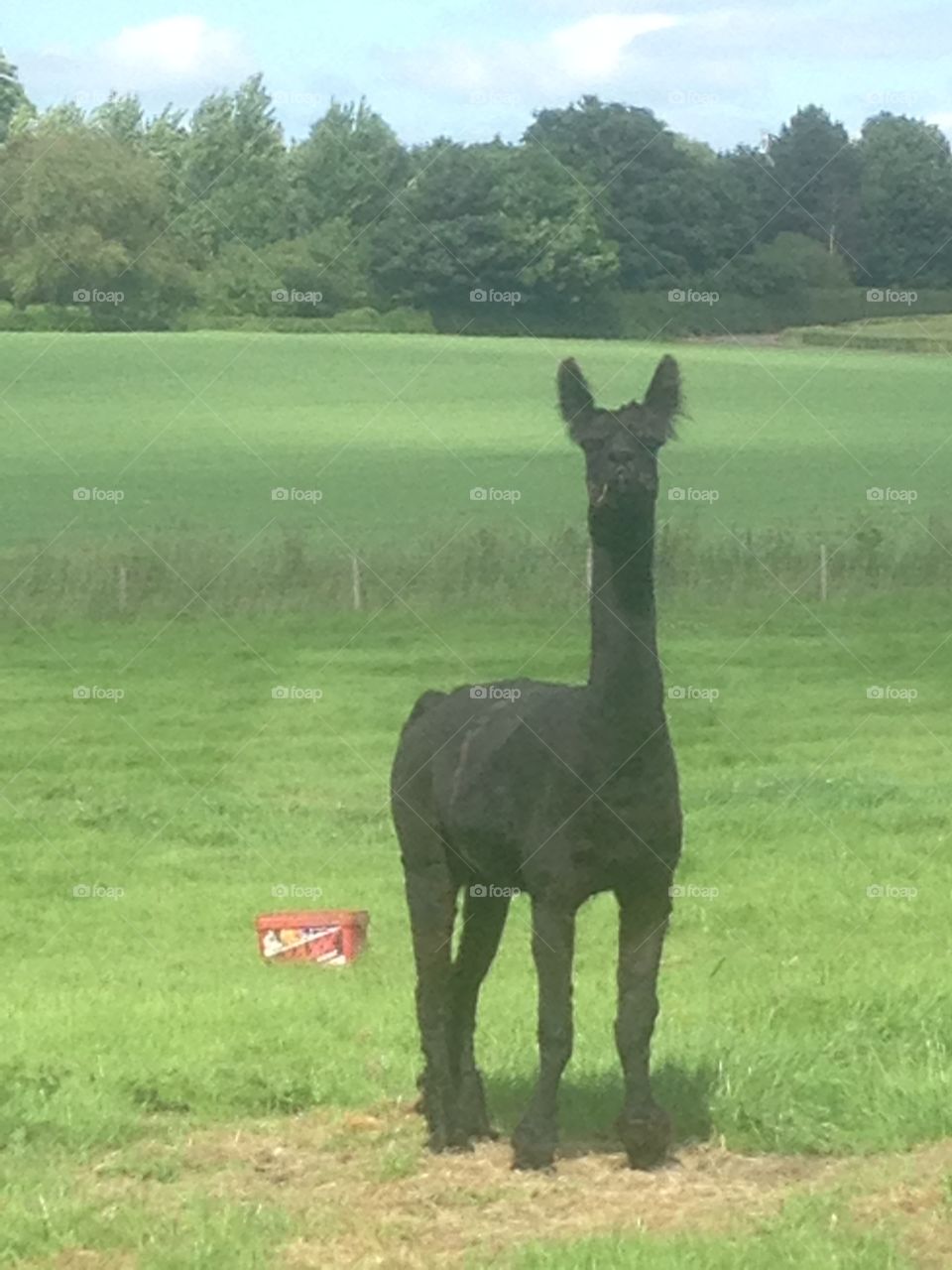 Alpaca daddy 