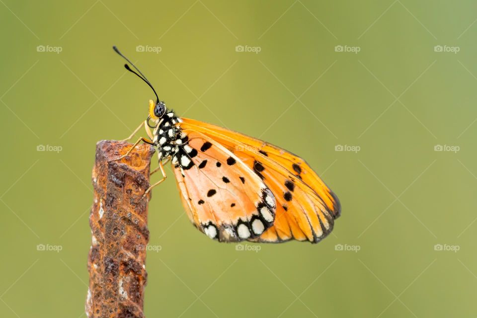 Beautiful Butterfly spotted on rusted iron