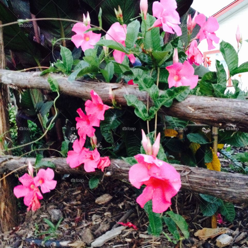 Beautiful pink floral vine on rustic garden fence