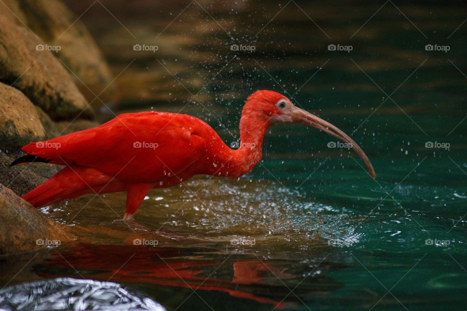 Scarlet ibis taking a refreshing bath.