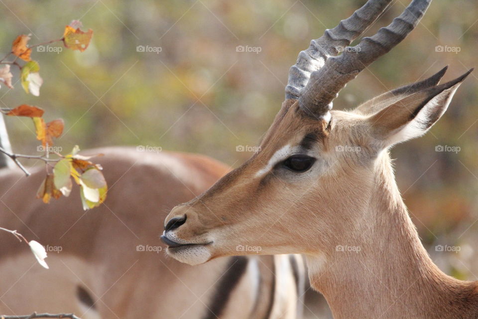 Impala loving the green leaves that are left after a long and dry season - Kruger National Park, South Africa 