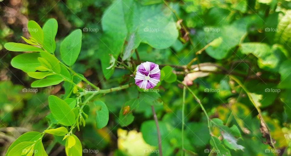 Plant Portrait, Natural Flower