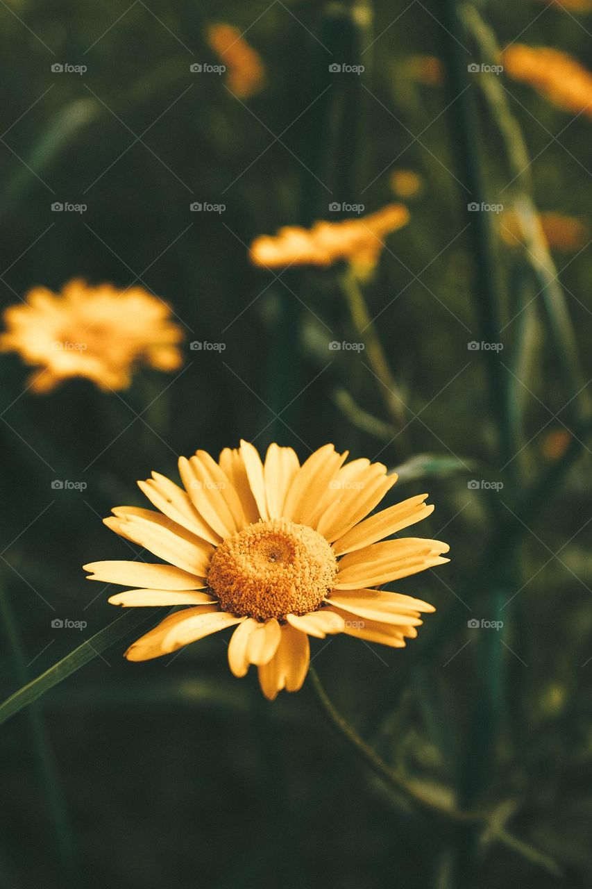 close-up flowers