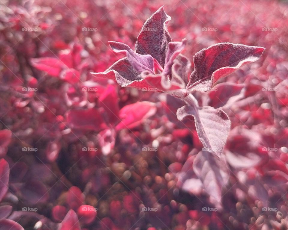 Pink flower on the park