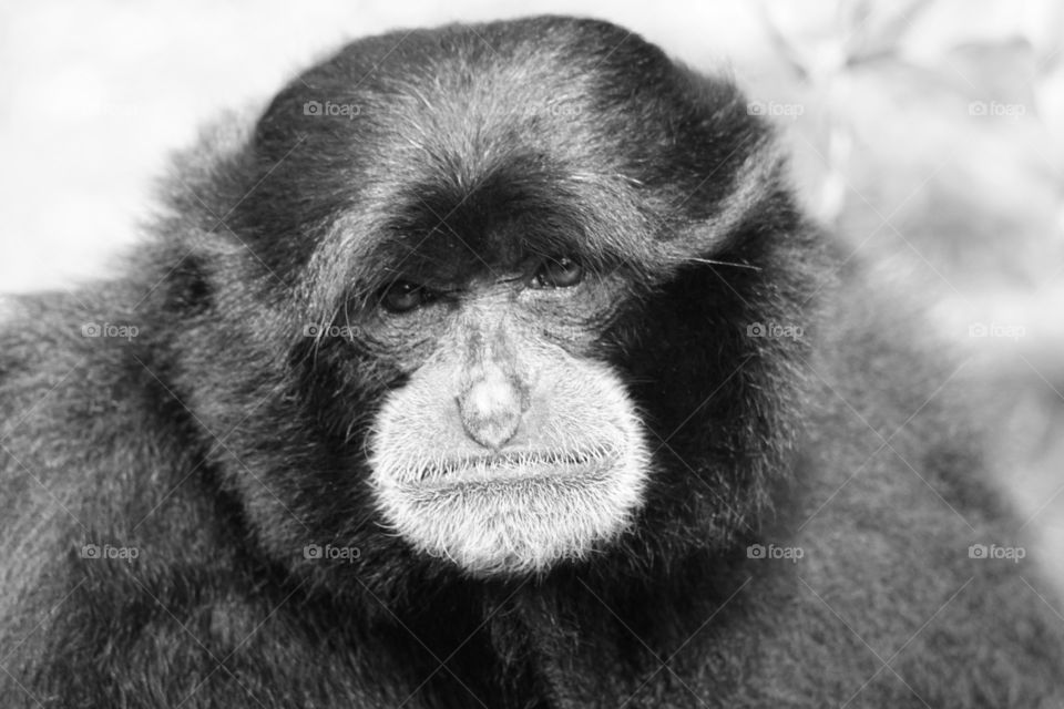 Gibbon in Black and White