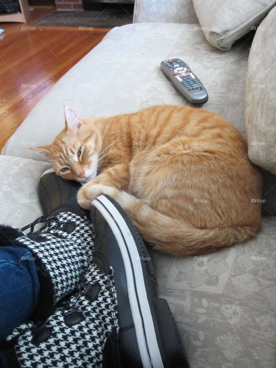 Sleep, Family, Cat, Portrait, Indoors