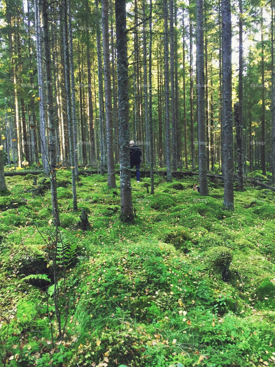 Man serching for mushrooms in the forest