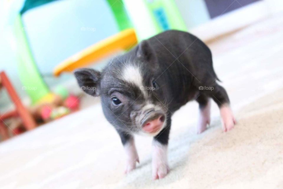 Black and white Piglet standing indoors with baby toys in background. bright and colorful.