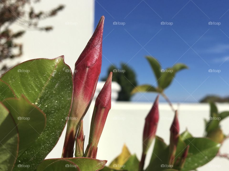 Buds of future flowers like space rockets