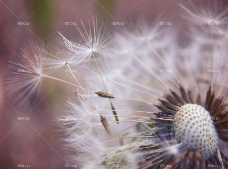 Macro photo seeds of a dandelion fluttering away 