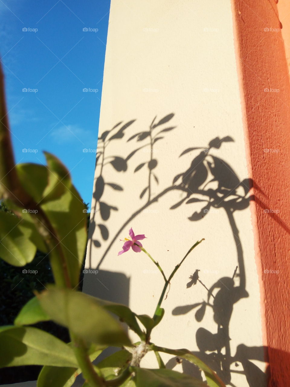 No Person, Leaf, Nature, Summer, Flower