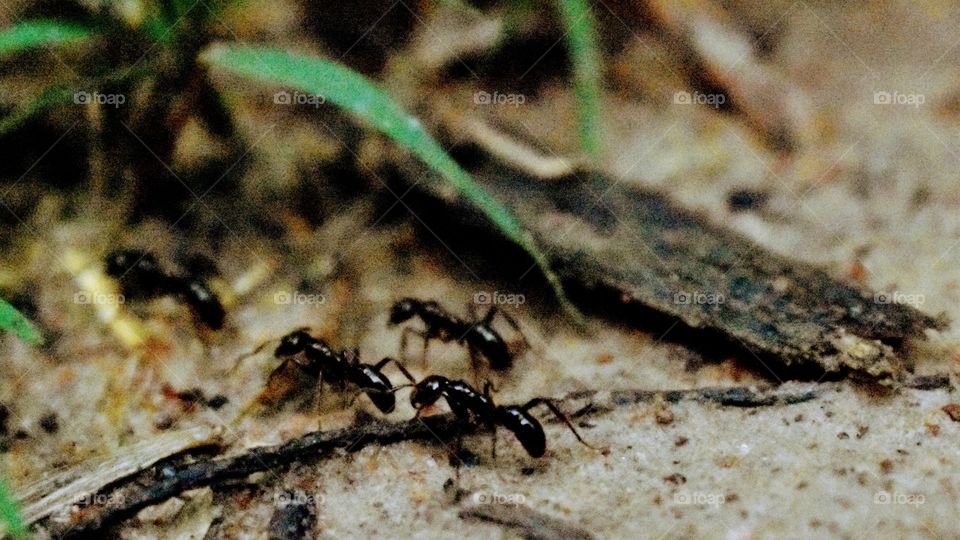 Ants Doing Their Job