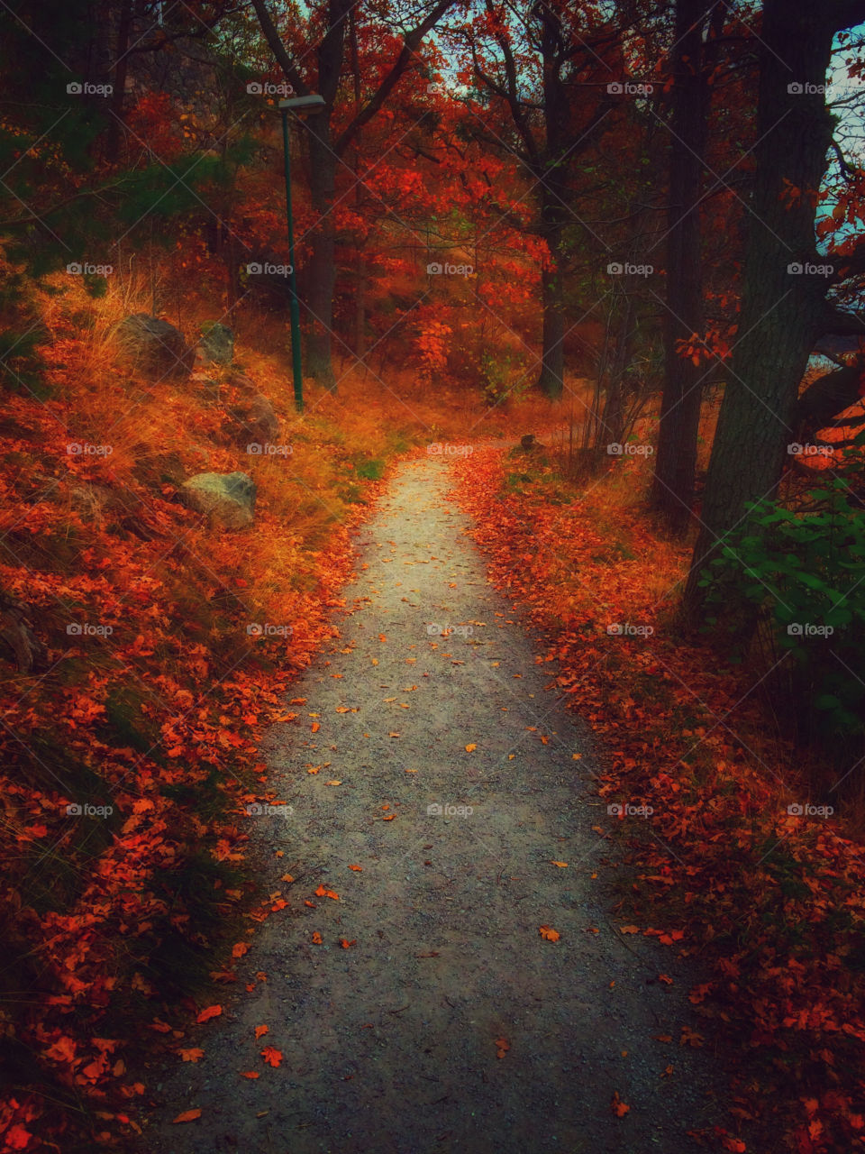 Footpath passing through autumn trees in the forest