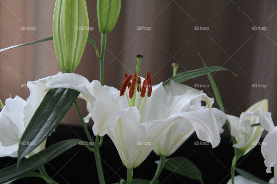 Flowers lilies