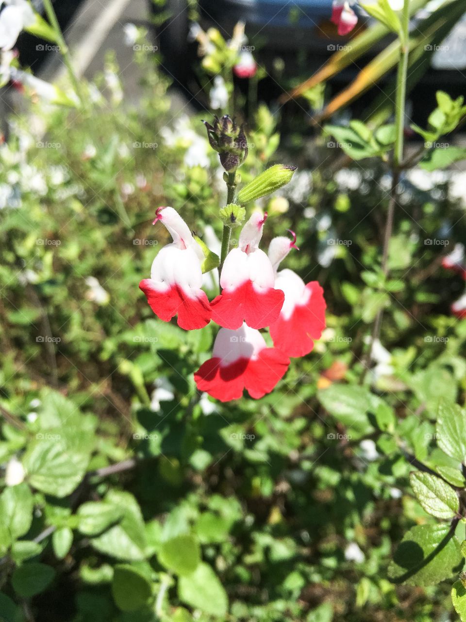 Red and white flowers 