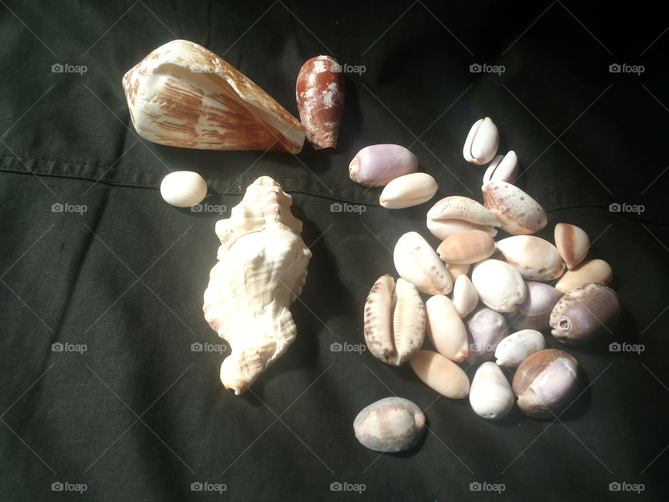 shell and clamshell and oysters collection