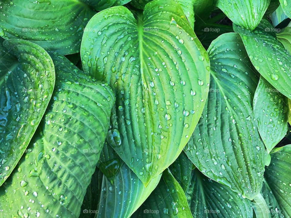 Green leaves