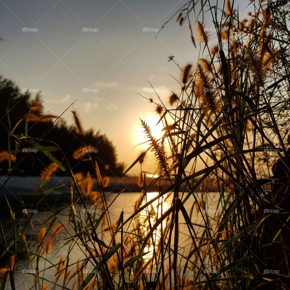 grass and sunset