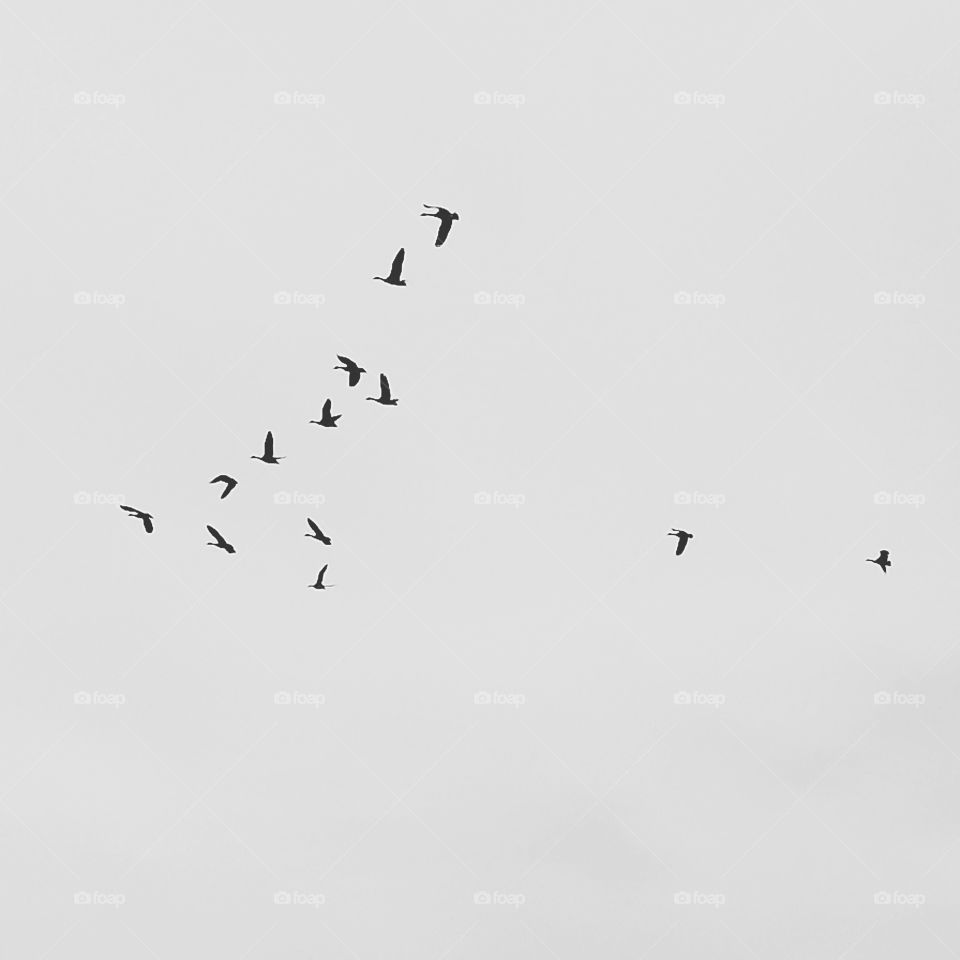 Bird, Flight, Wildlife, Goose, Flock