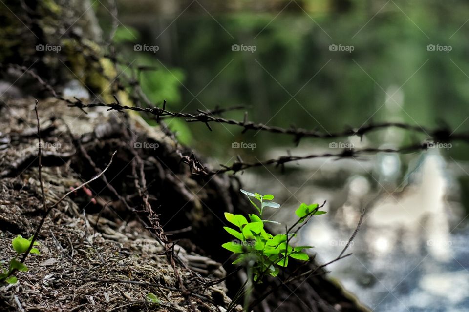 New leafs sprouting from grim ground