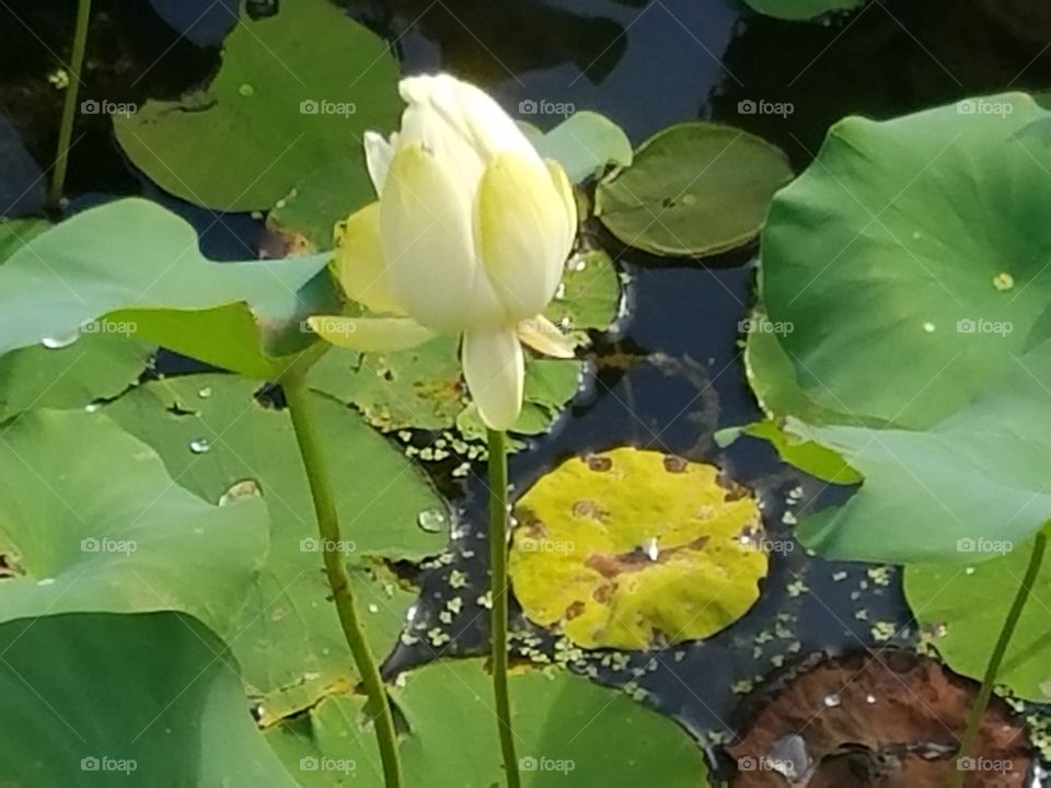 water lilies