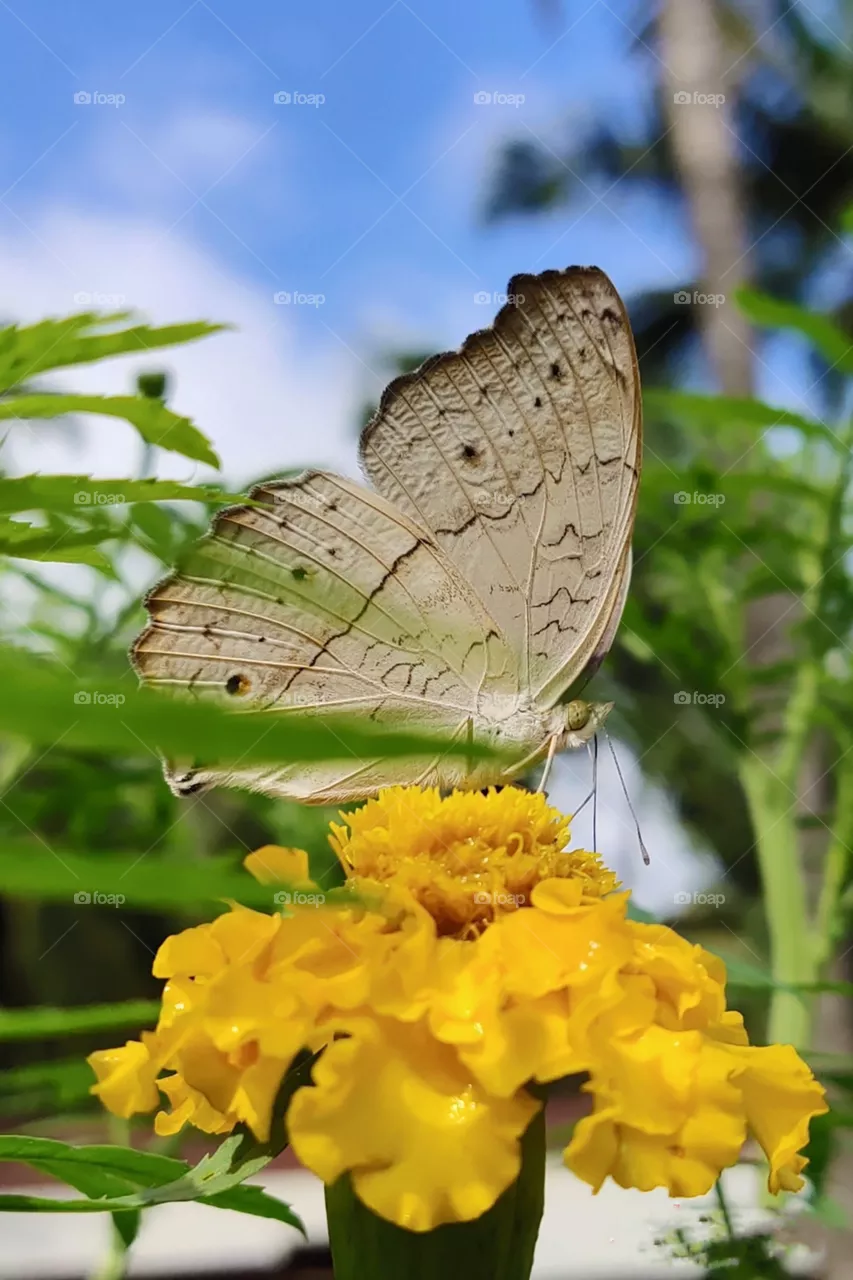 beautiful butterfly sitting on lovely marigold.