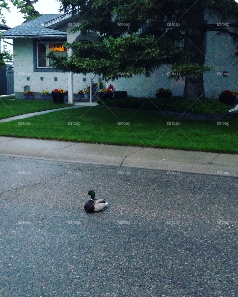 Lazy duck hanging out on the street after the rain 