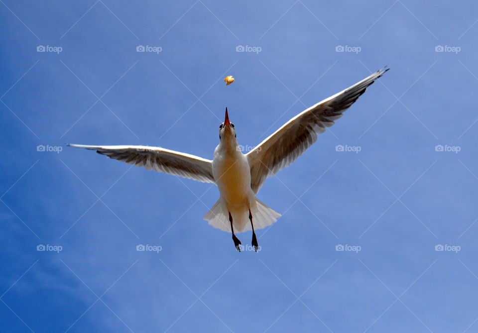 flying seagull