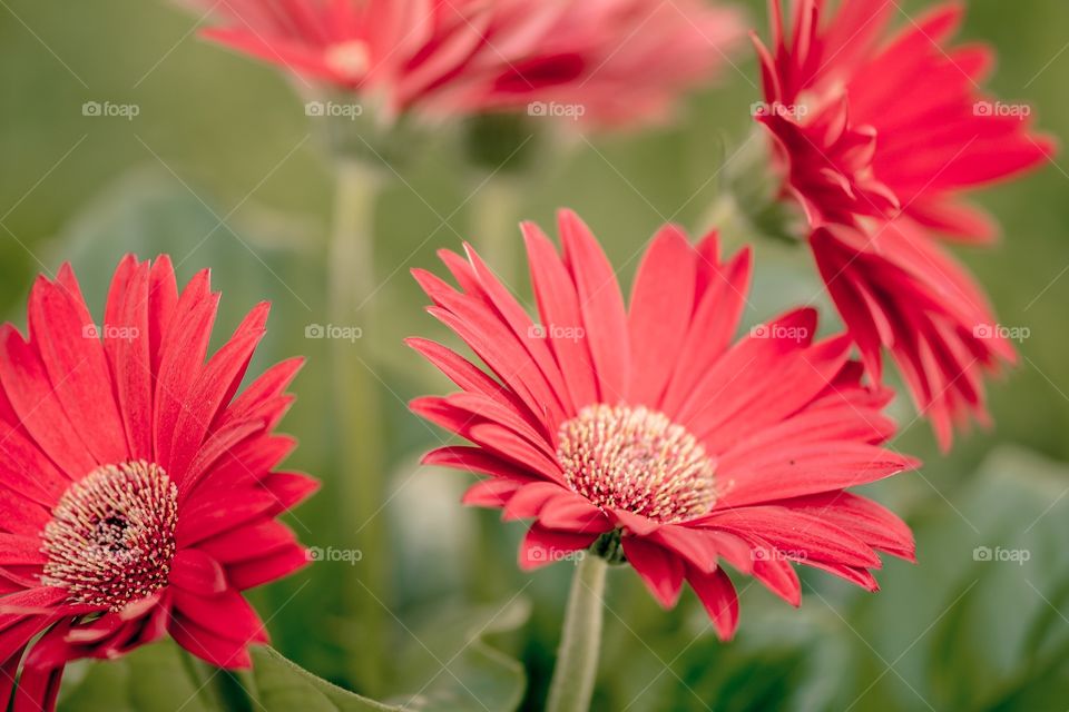 Gerberas 