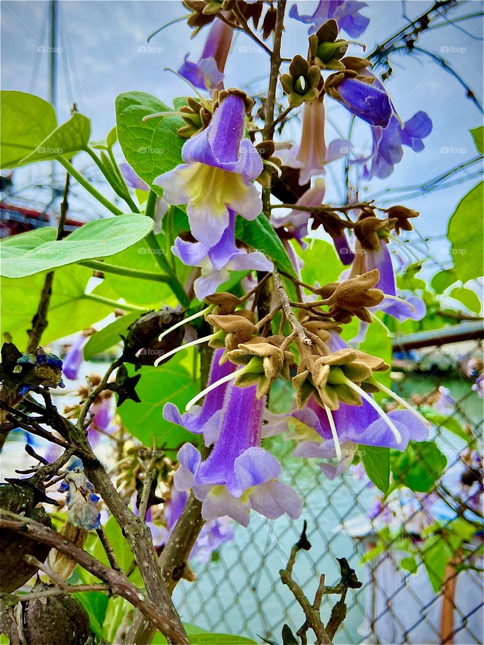 A beautiful wild purple flower is growing through the metal mesh of a fence offshore by the “Pulaski Bridge” and “Newtown Creek” in LIC, Queens, NY on a bright sunshiny late afternoon in the summer of 2022. Hypnotic Productions