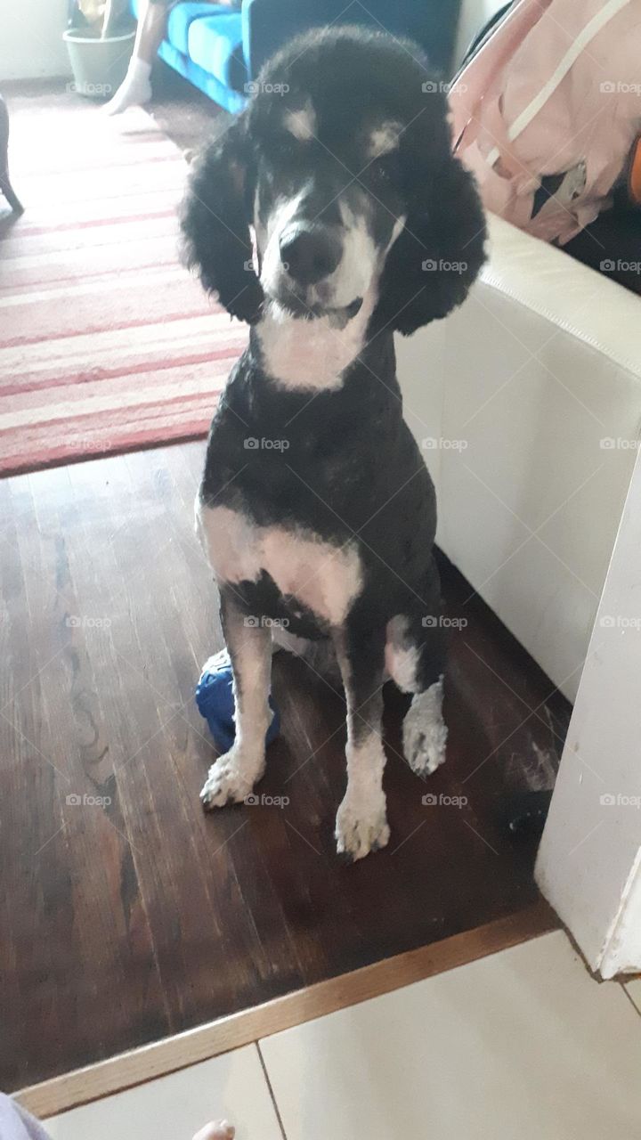 A gorgeous poodle cut for the summer