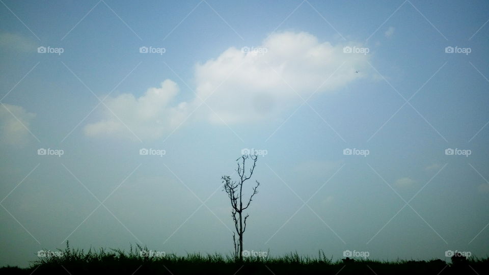 the most beautiful deep sky and tree