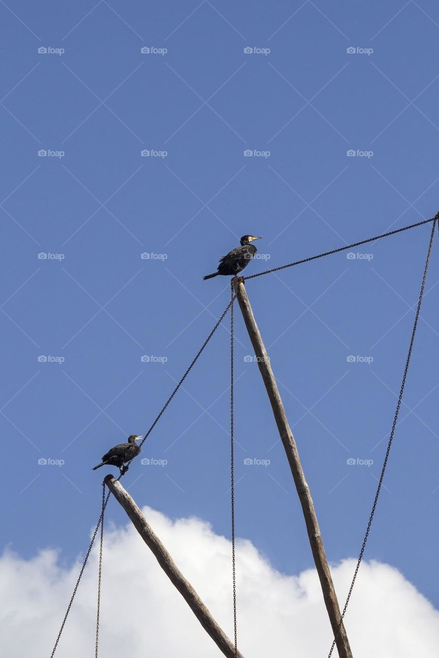 Black cormorants against blue sky