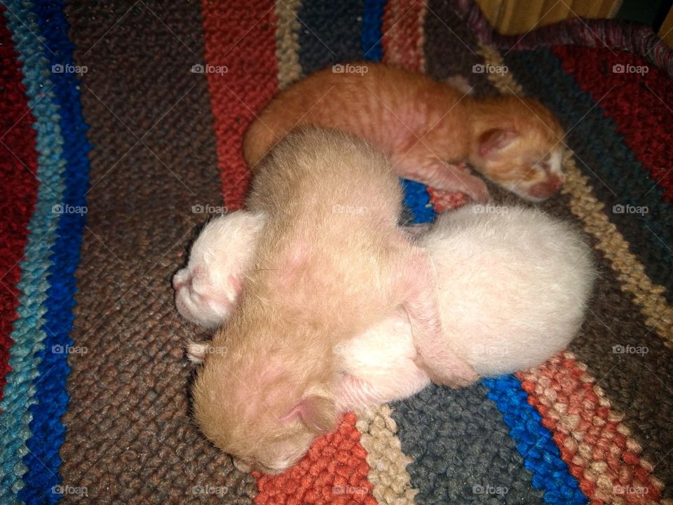 Three piteous orphaned kittens