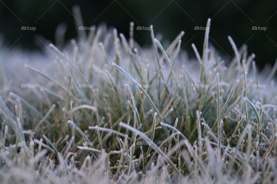 first frost