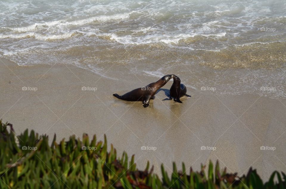 Sea lions sharing some summer love on the beach in La Jolla, California 