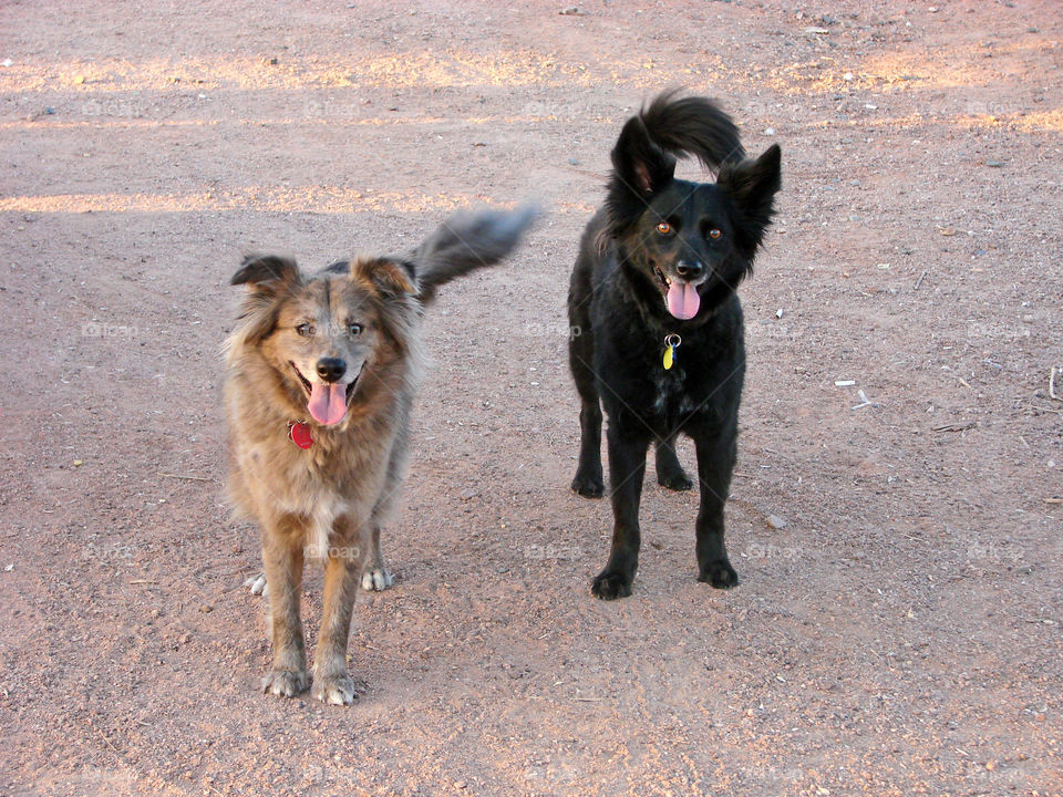 Front view of two dogs