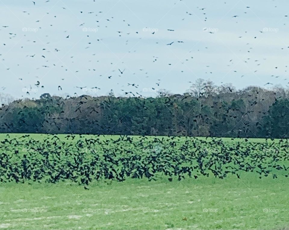 Starlings 3