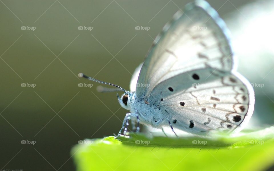 White butterfly 