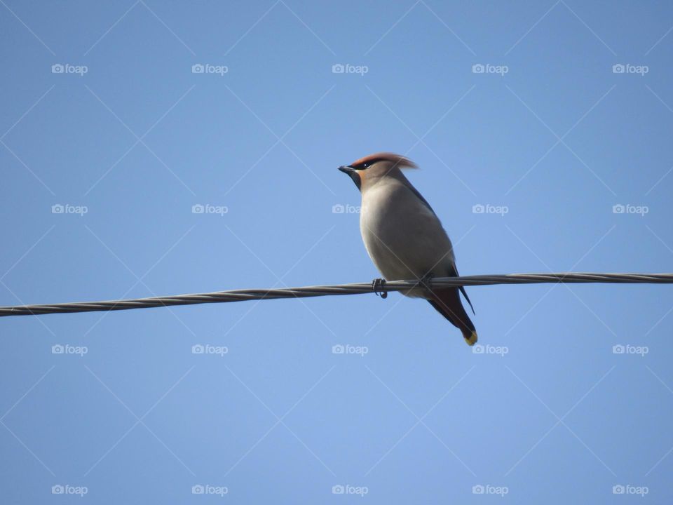 свиристель