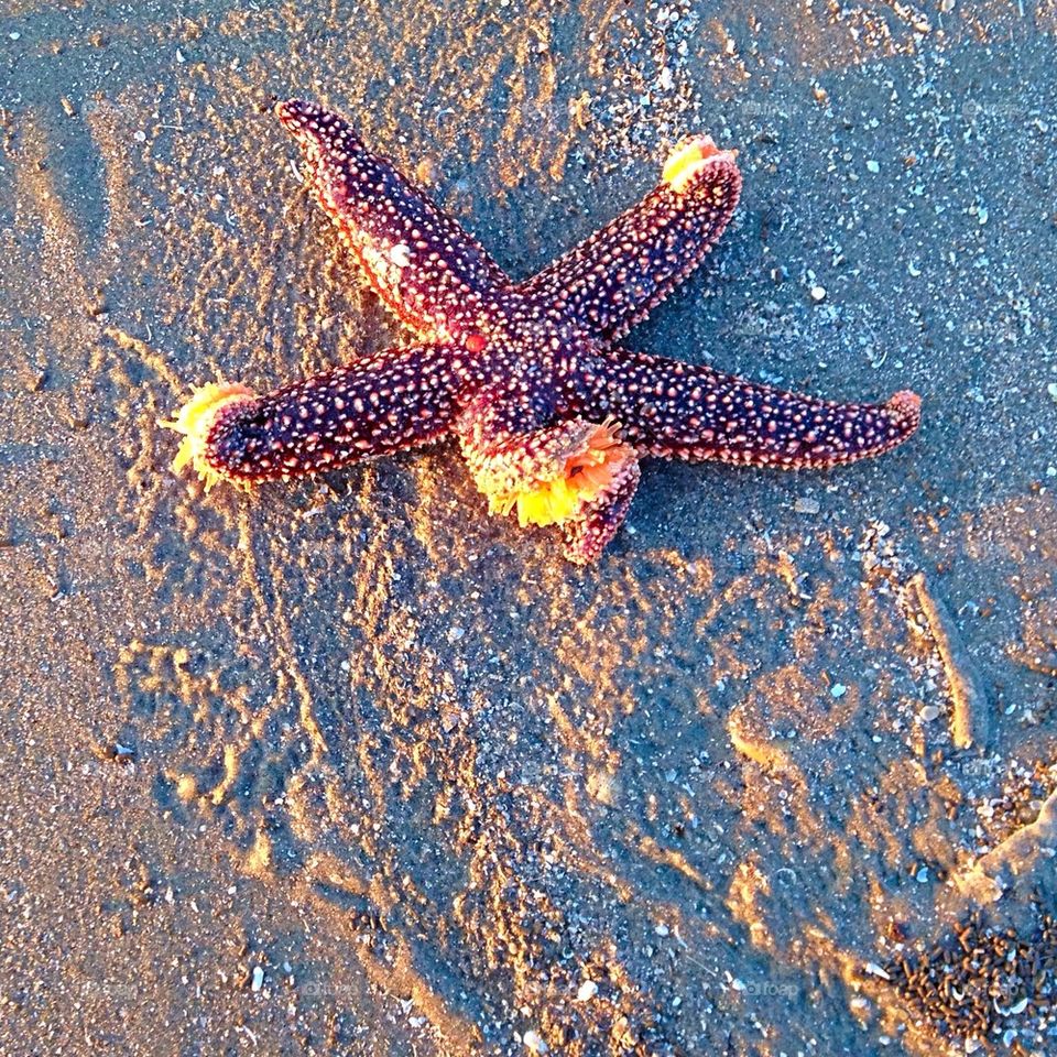 Starfish