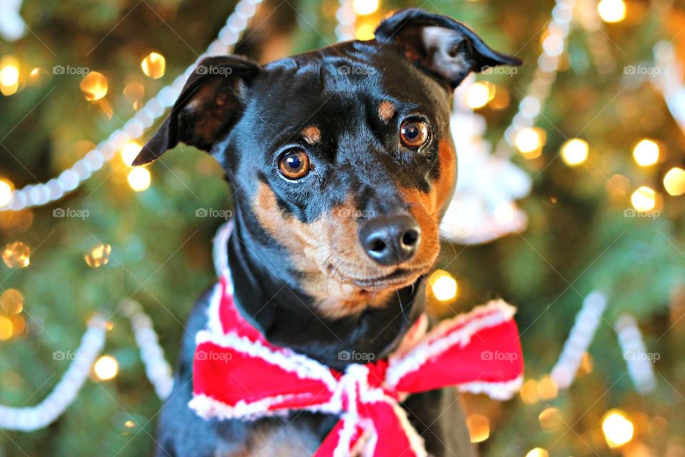 Christmas Pup