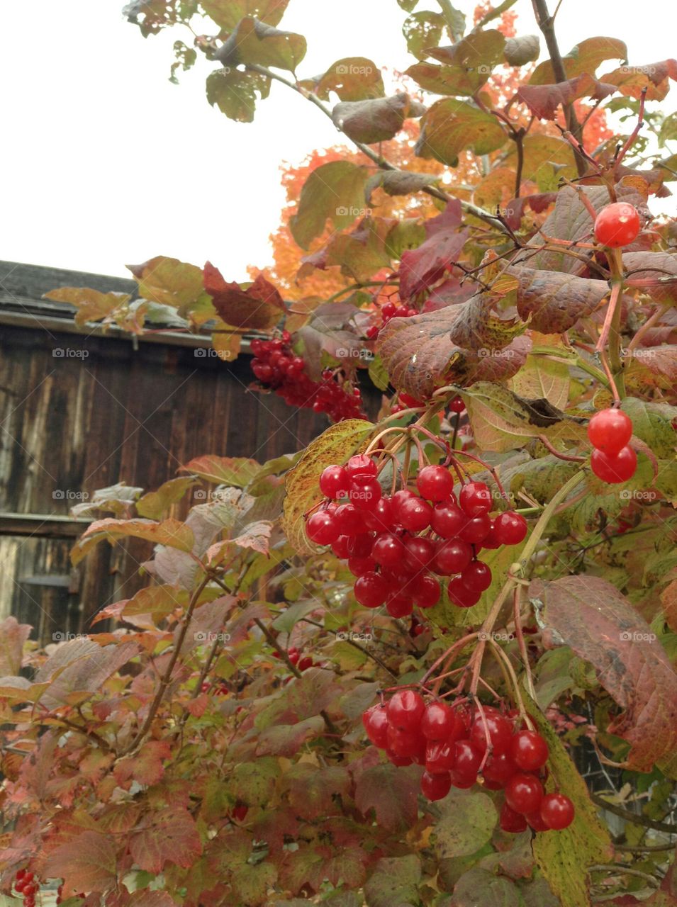 Guelder rose