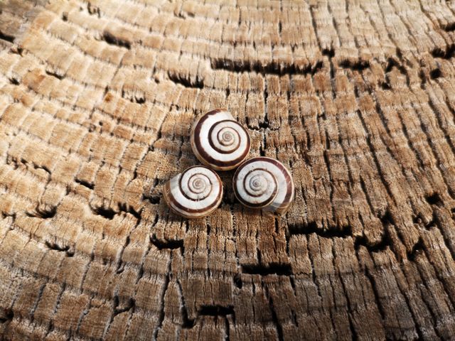 Harmony textures