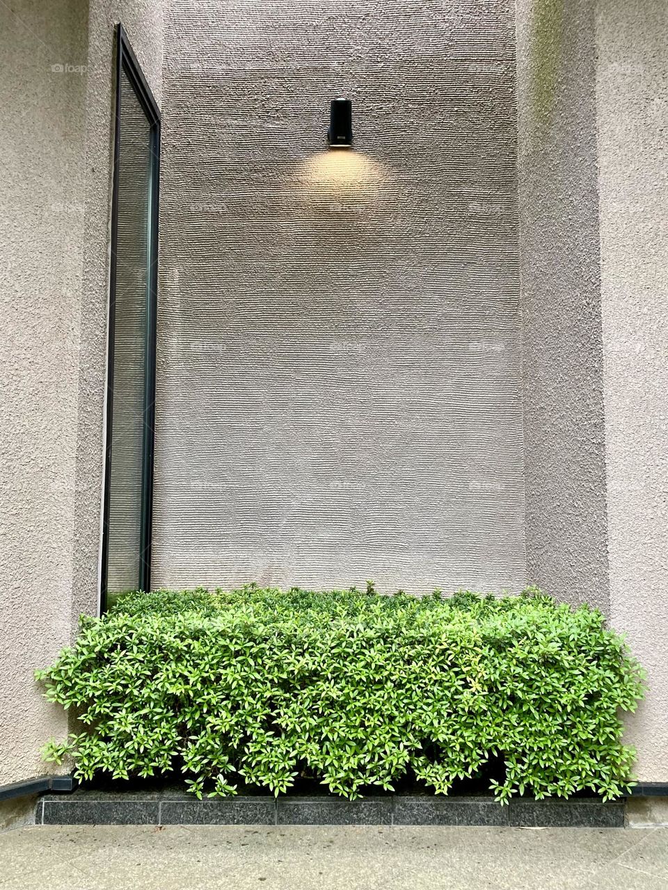 Ornamental grass beside the entrance