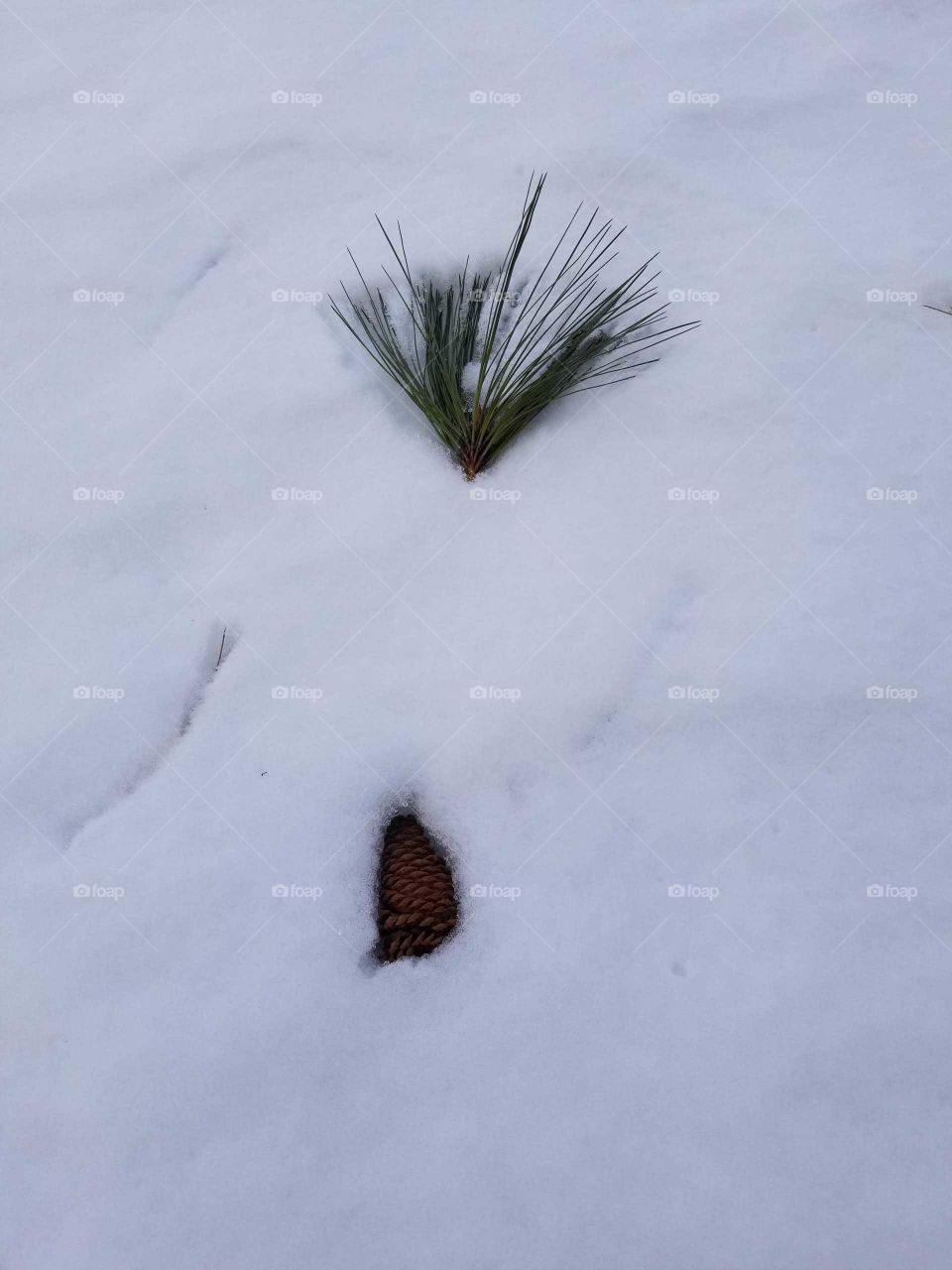 pine cone, snow, pine cone in the snow, winter, pine needles, evergreen in the snow