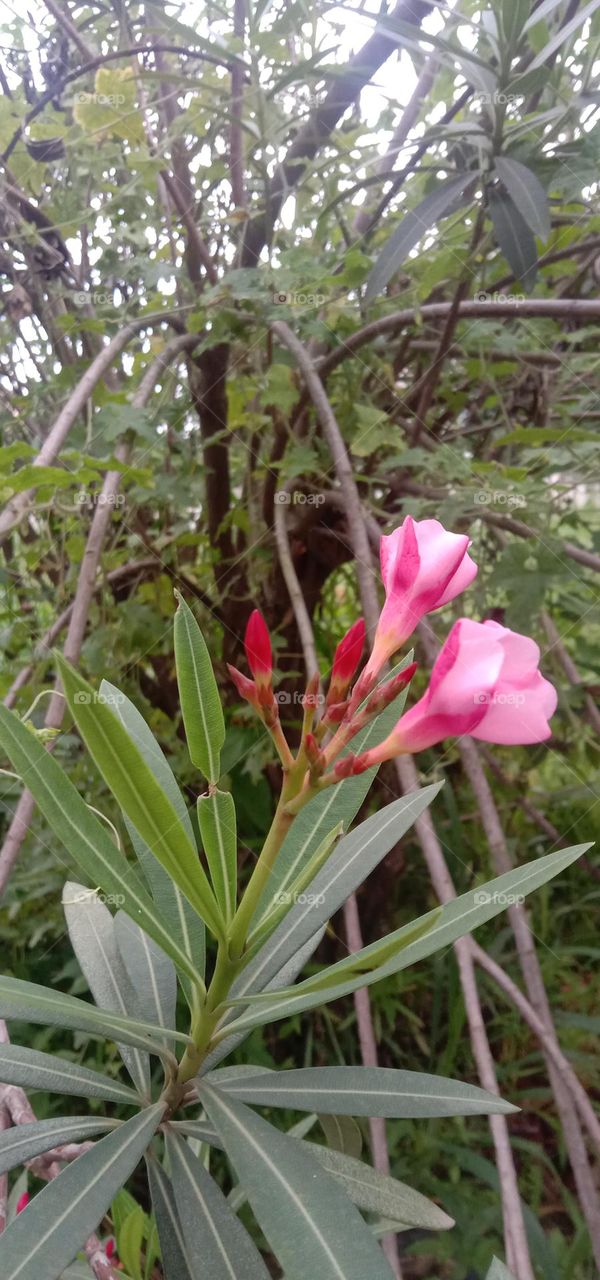 Evening Blooms 🌸💕